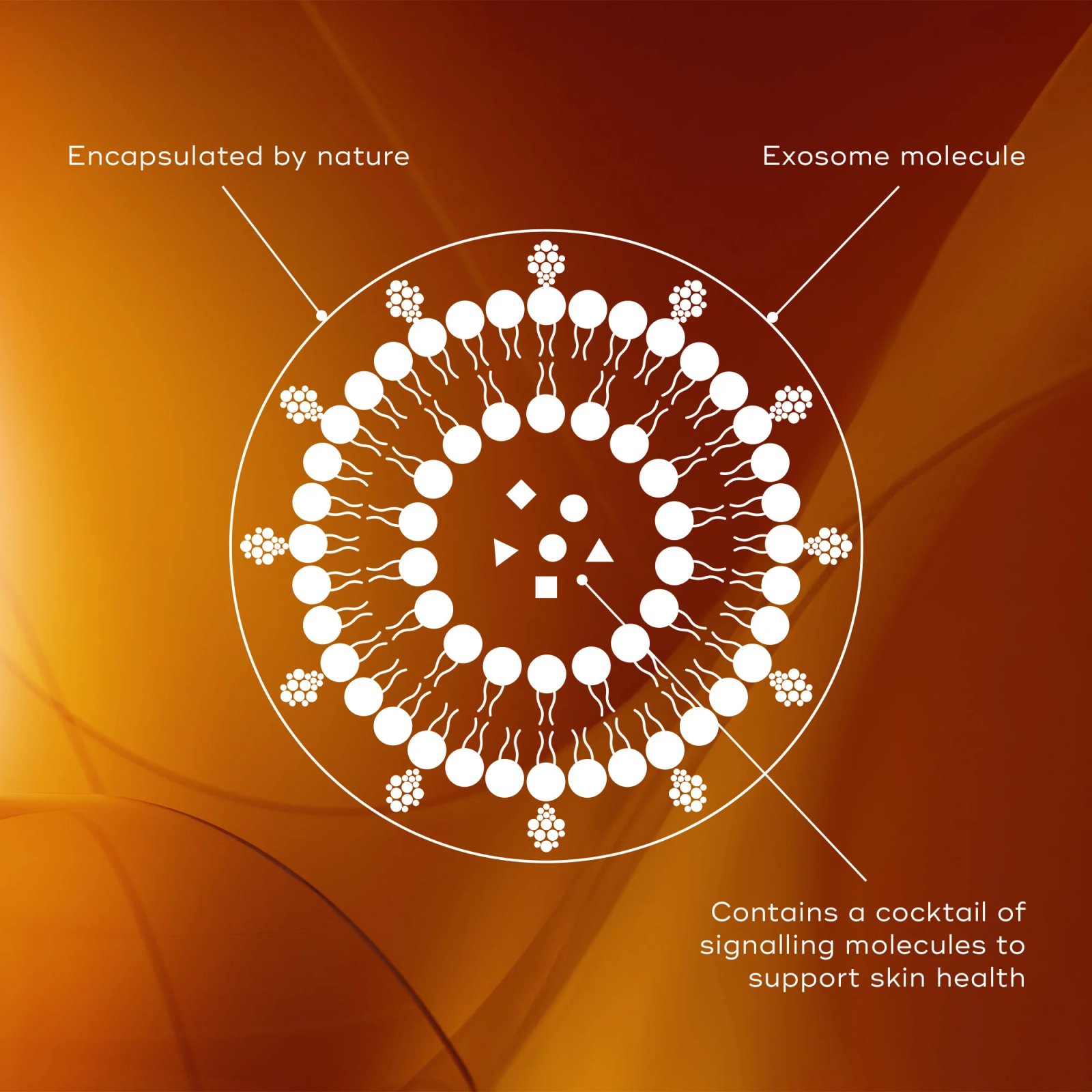 Exosomes